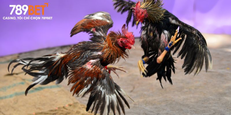 Đá Gà 789BET – Trải nghiệm cược kịch tính 2025